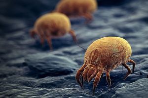Hand in hand teaching you how to remove mites on a mattress